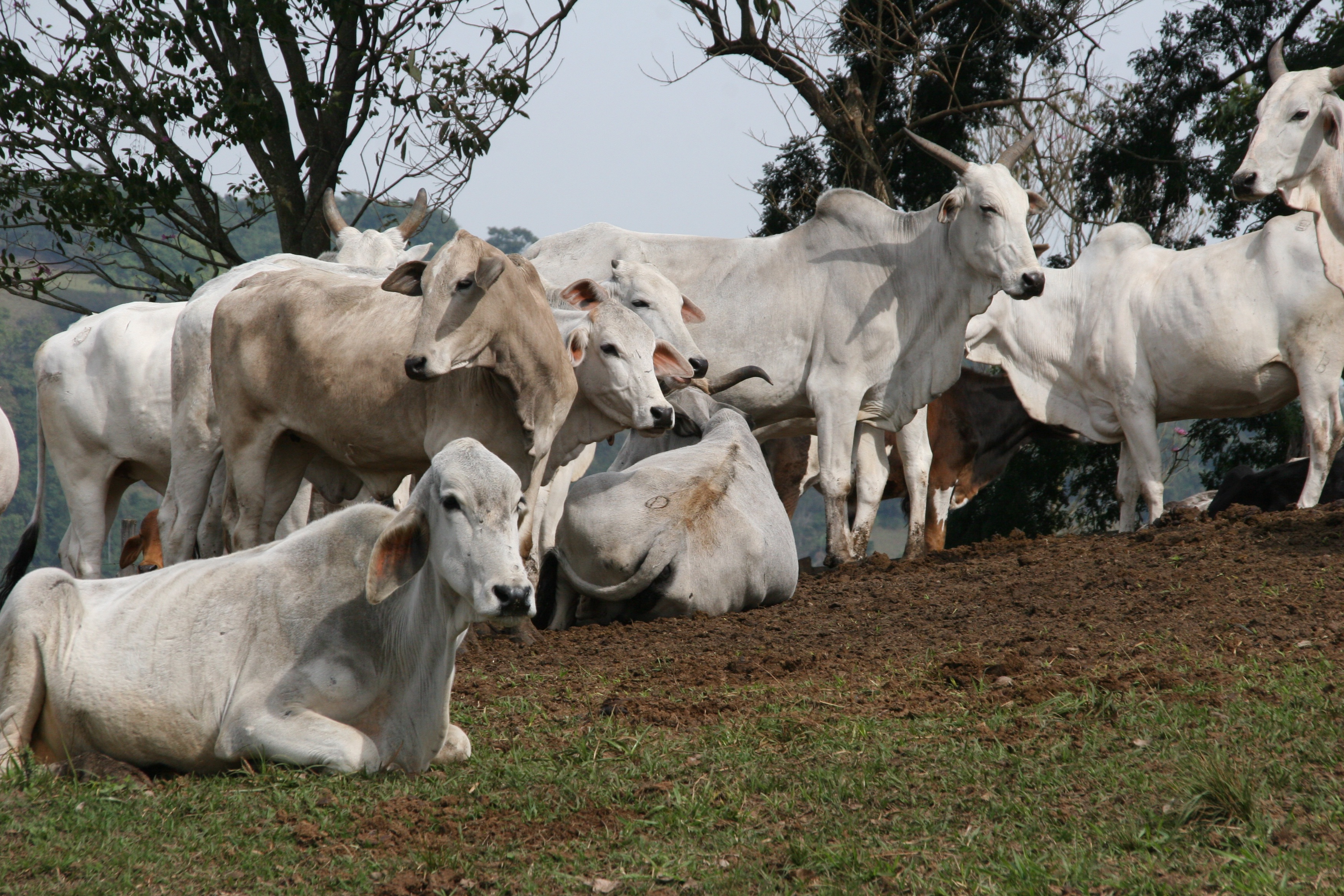 Diagnóstico de propriedade rural